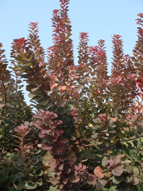 Cotinus coggygria 'Purpurea' automne P29